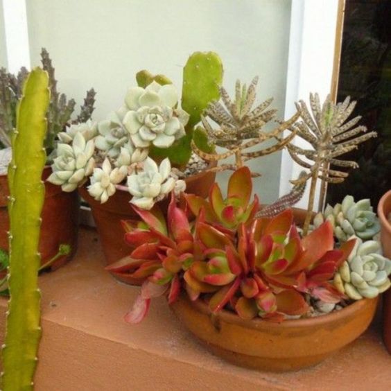 rock same terra cotta pots with various succulents to give your garden a more cohesive look