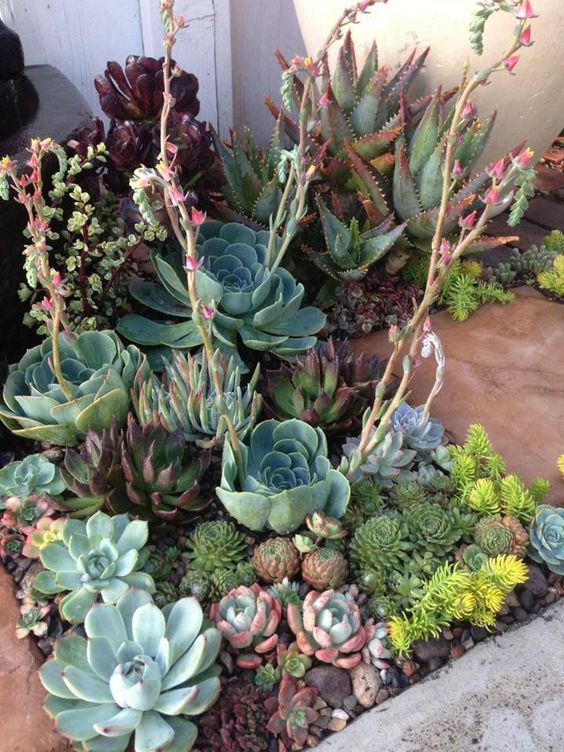 combine several different textures, heights, sizes and colors to make your desert succulent garden more spectacular