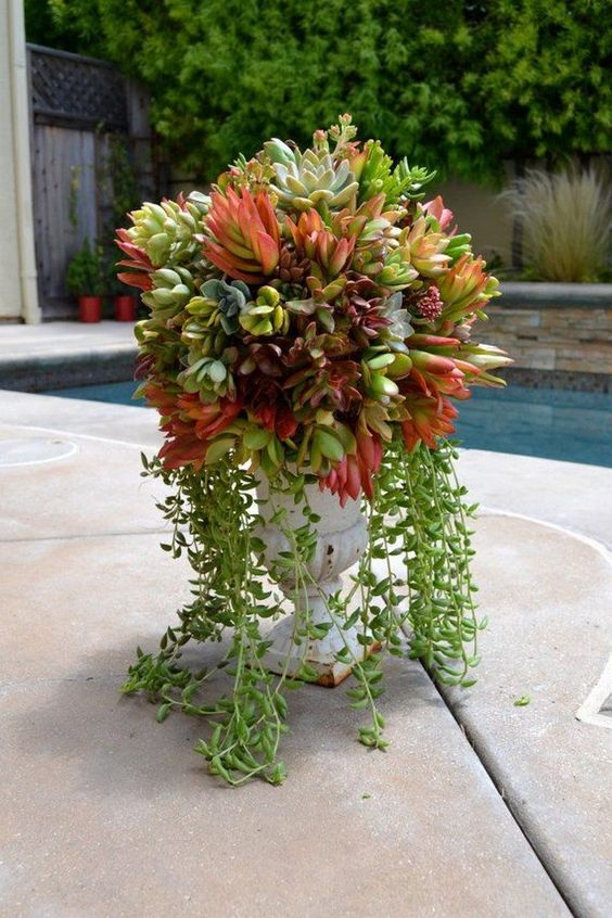 a vintage run with various succulents including cascading ones is a cool decor idea with a touch of chic