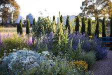 21 silver foliage is a great idea for a low water garden as it’s drought-resistant