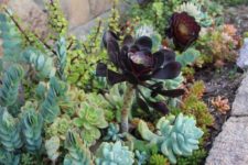 22 a large dark-colored succulent is accented even more with light green ones around