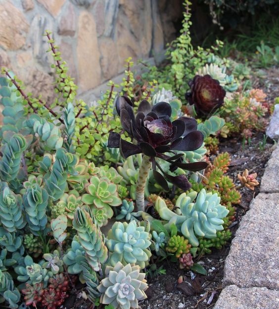 A large dark colored succulent is accented even more with light green ones around