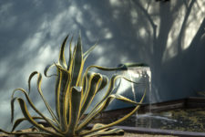 23 a gorgeous statement agave in grene and yellow will be a nice statement piece for your garden