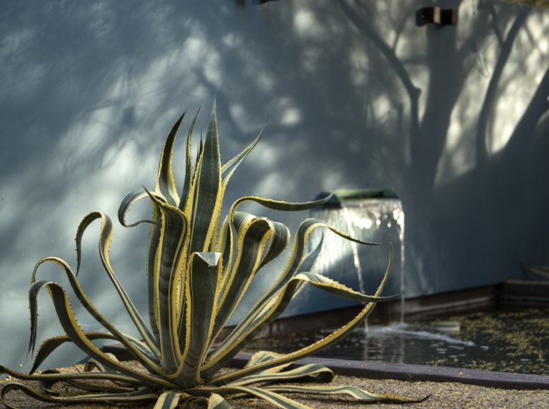 a gorgeous statement agave in grene and yellow will be a nice statement piece for your garden