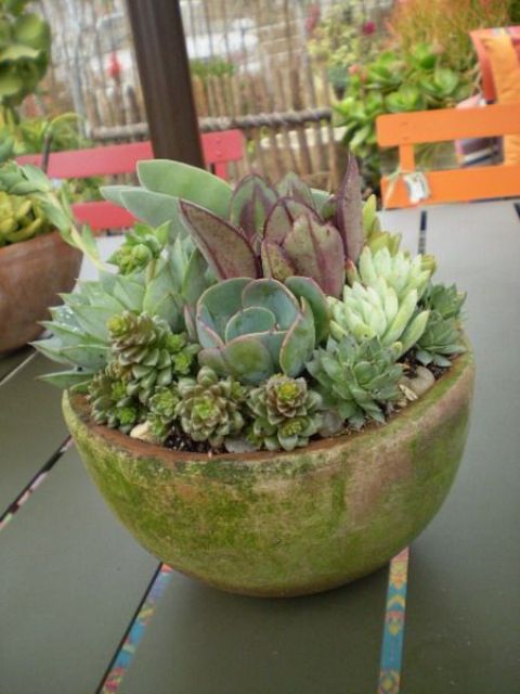 a green pot with green and purple succulents is a clever idea to provide proper drainage