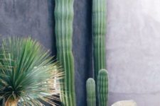 24 post cacti like these ones are very tall and catchy, they will make a bold statement in your garden