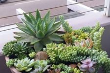 25 a concrete bowl with larger and smaller succulents and cascading ones going down