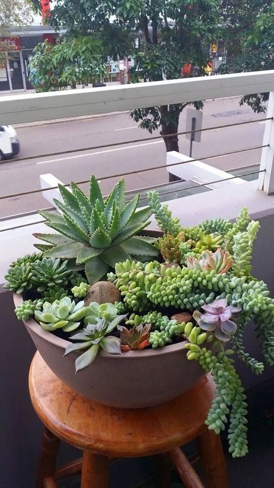 a concrete bowl with larger and smaller succulents and cascading ones going down