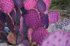 25 bold purple cacti with blooms is a chic idea to add color to your desert garden