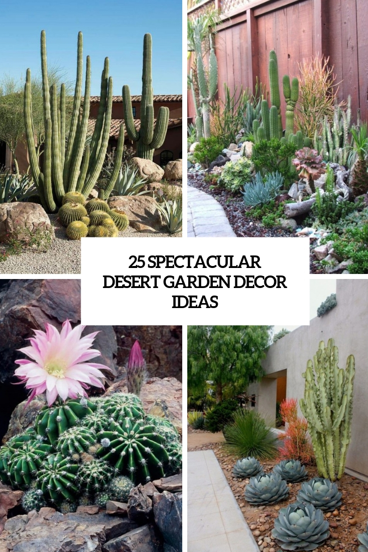 spectacular desert garden decor ideas