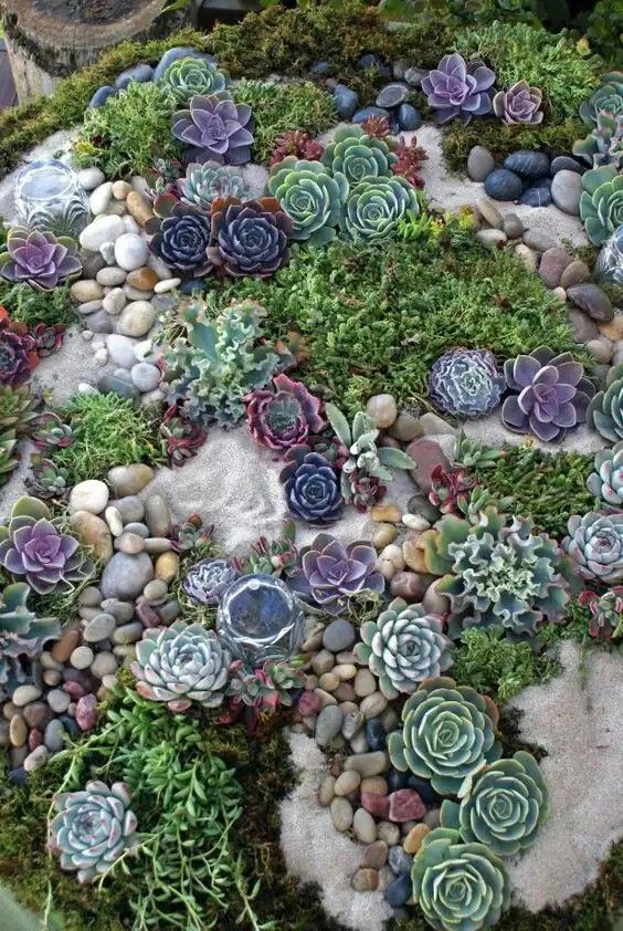 a chic succulent garden with sand, pebbles and various types of succulents in beautiful shades