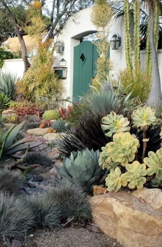 a bold and lush desert garden with large succulents, cacti posts, agaves and large rocks is a fantastic space with bold landscaping