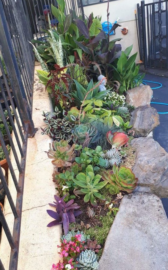 a colorful mini garden in rocks, with green, pale green, purple succulents and agaves and plants is amazing