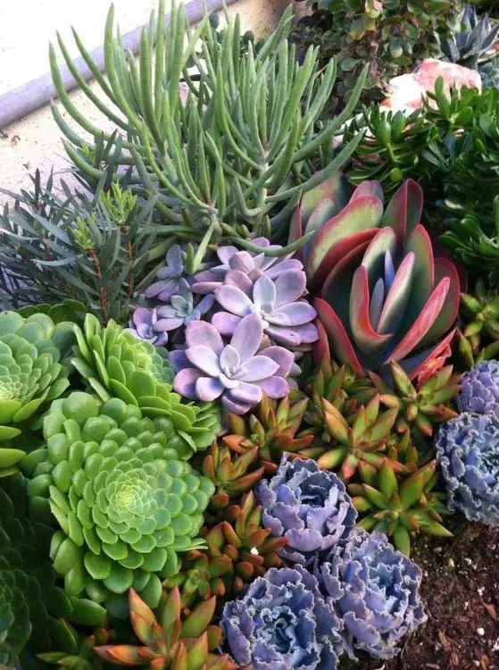 a colorful succulent garden with green, orange, purple succulents is a bright and fun idea for any climate that corresponds