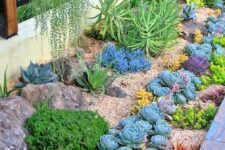 a cool desert garden with rocks and gravel, with usual, yellow and purple succulents, agaves is a catchy and cool idea