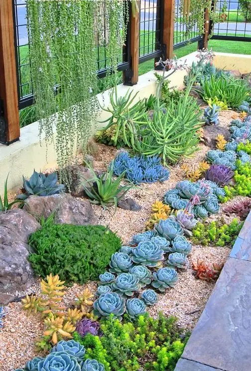 a cool desert garden with rocks and gravel, with usual, yellow and purple succulents, agaves is a catchy and cool idea