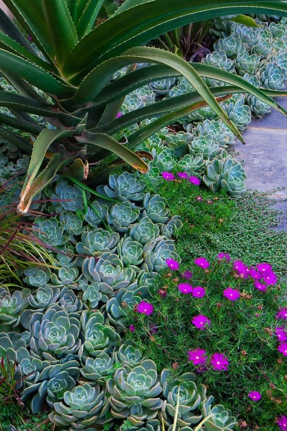 a lively garden with grass, pale green succulents, a large agave and bright fuchsia blooms is a fantastic idea
