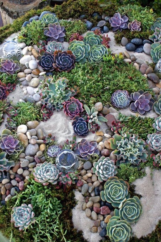 a pretty and bright succulent garden with rocks and pebbles, pale green, bright green and purple succulents is a very interesting space