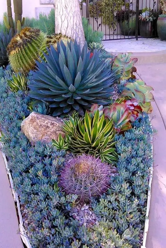 a pretty and cool succulent garden with little succulents, a large rock, some large cacti and oversized agaves is super cool