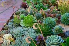 a pretty and lush succulent garden with pale and bright green succulents, purple ones and some blooming succulents is cool