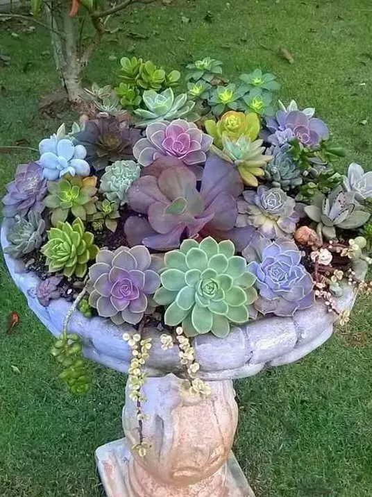 a vintage stone bathtub with light green, bold green and purple succulents and some blooming ones is a very chic idea
