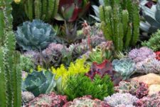 an extra bold desert garden with pale and bold green, yellow and purple succulents and post cacti is amazing and fabulous