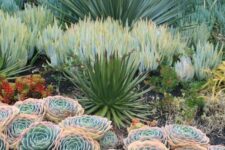 an eye-catching garden with peachy pink and green succulents and oversized agaves and some smaller red succulents