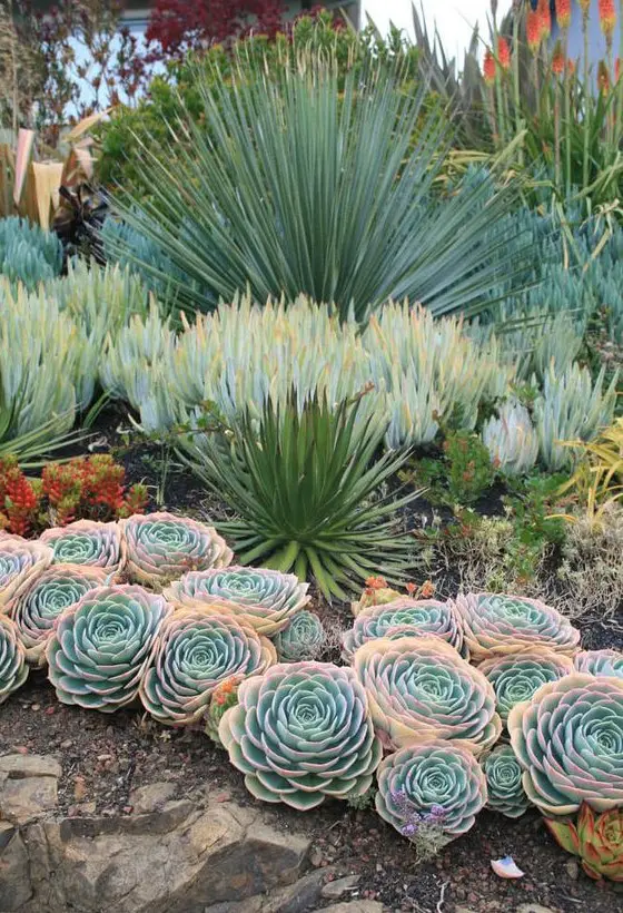 An eye catching garden with peachy pink and green succulents and oversized agaves and some smaller red succulents