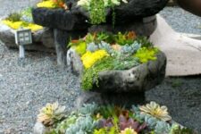 bright yellow and green succulents, cacti and agaves are amazing to add a colorful touch