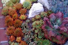 colorful succulents in orange, green, purple and grey combined with some rocks for a cool look