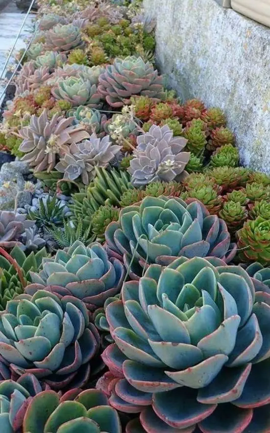 combine different types and colors of succulents and pair larger with smaller ones