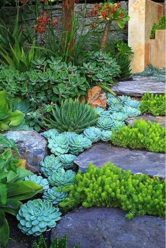 succulents line up the steps and rock steps add chic to the plants, especially bold green plants between the steps