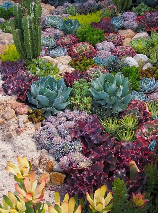 vary post and round cacti and succulents, in purple, grey, green and even yellow to create a perfect landscape