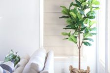 23 a fiddle leaf fig in a woven pot will be a nice statement plant in your coastal home