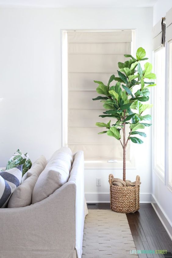 a fiddle leaf fig in a woven pot will be a nice statement plant in your coastal home