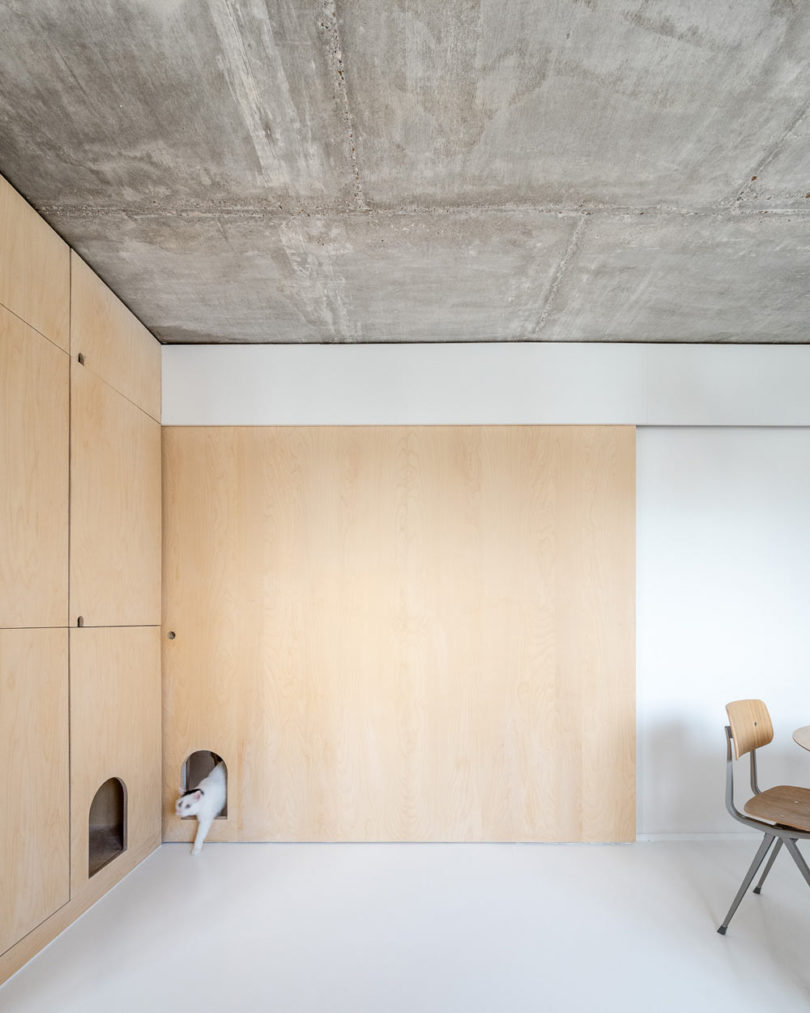 The plywood panels feature some holes for the cat to move comfortably wherever it wants