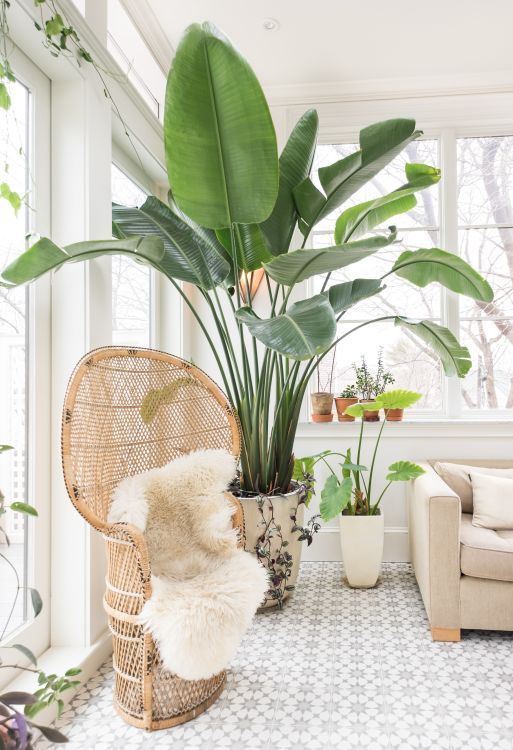 a large statement plant in a neutral pot and a smaller plant to highlight this nook and make it fresh