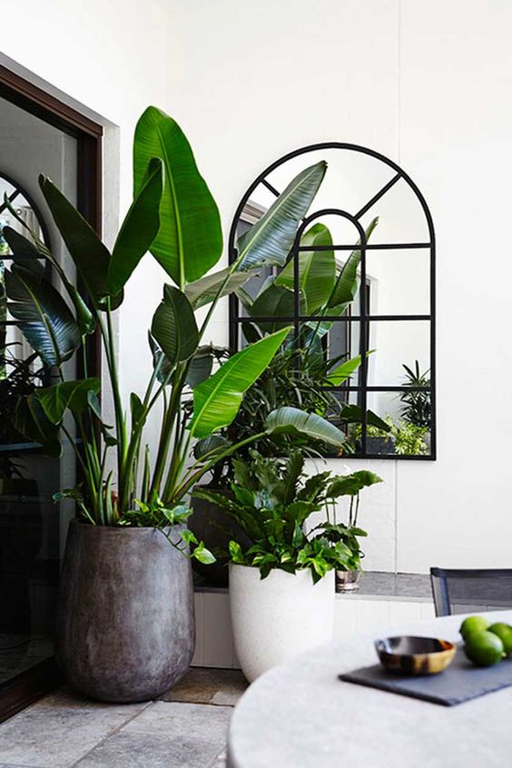 a statement plant in a large concrete pot and some more greenery in pots around to make the space feel natural