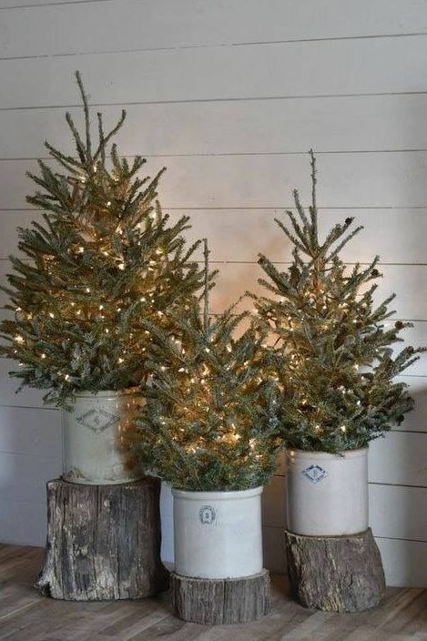 a trio of Christmas trees decorated with lights, buckets and tree stumps as stands is a perfect idea for a rustic space