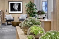 a contemporary biophilic space with large jars with growing greenery – such cool terrariums are a hot idea