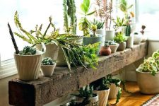 32 a rough wooden bench used as a plant stand for lots of various potted succulents, cacti and other plants is amazing