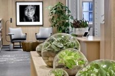 56 a contemporary biophilic space with large jars with growing greenery – such cool terrariums are a hot idea