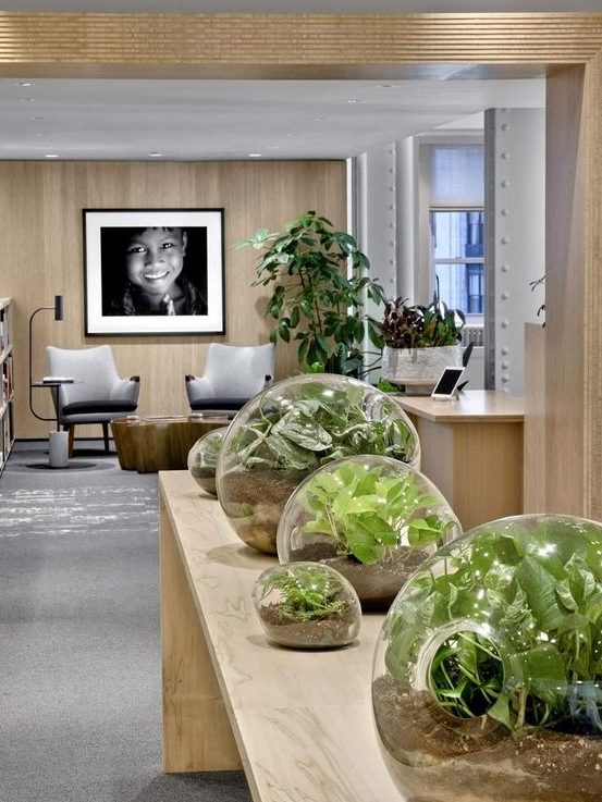 A contemporary biophilic space with large jars with growing greenery   such cool terrariums are a hot idea