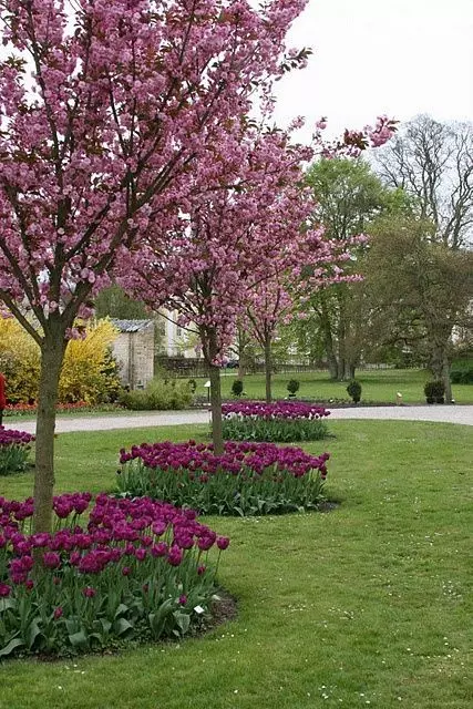 purple tulips surrounding cherry trees match in color and add interest to the garden making it bolder