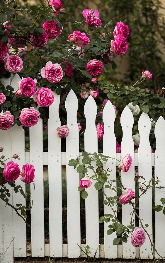 a white picket fence paired with bold pink blooms looks gorgeous, romantic and very inviting