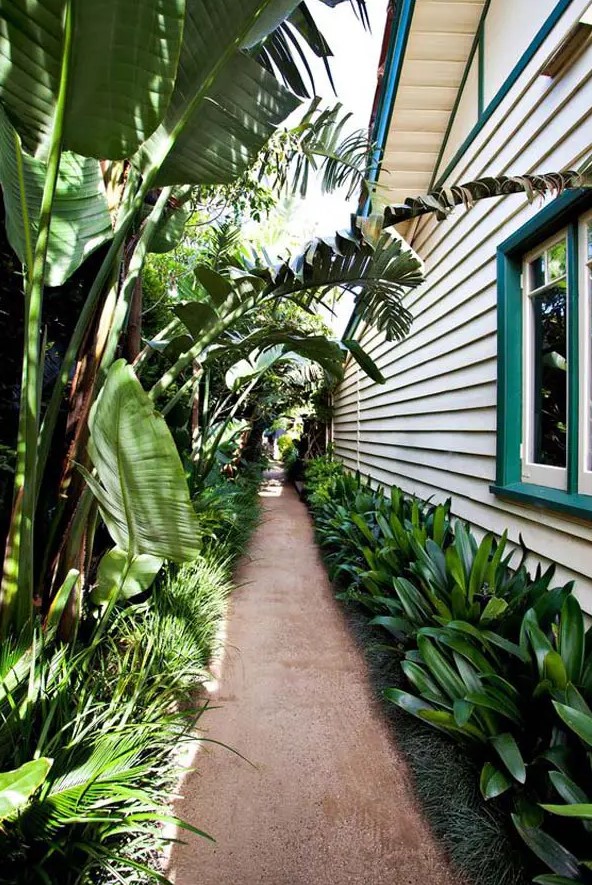 a tropical side yard with a lot of lush greenery and tropical plants is vibrant, lively and welcoming
