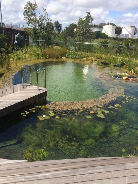 a cool large swimming pond with rocks and water plants that allow self-cleaning easily, plus a wooden deck and a ladder