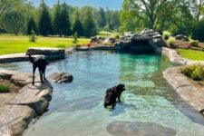 a large natural swimming pool clad with stone and with a small cave looks very cohesive in the space and is all cool for dogs and humans