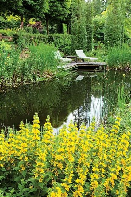 a lovely and welcoming swimming pond with plants and blooms around, a wooden deck with some loungers is amazing