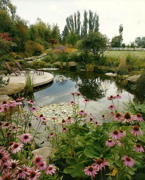 a lovely natural swimming pond with some water plants, some greenery and blooms around, a wooden deck with loungers